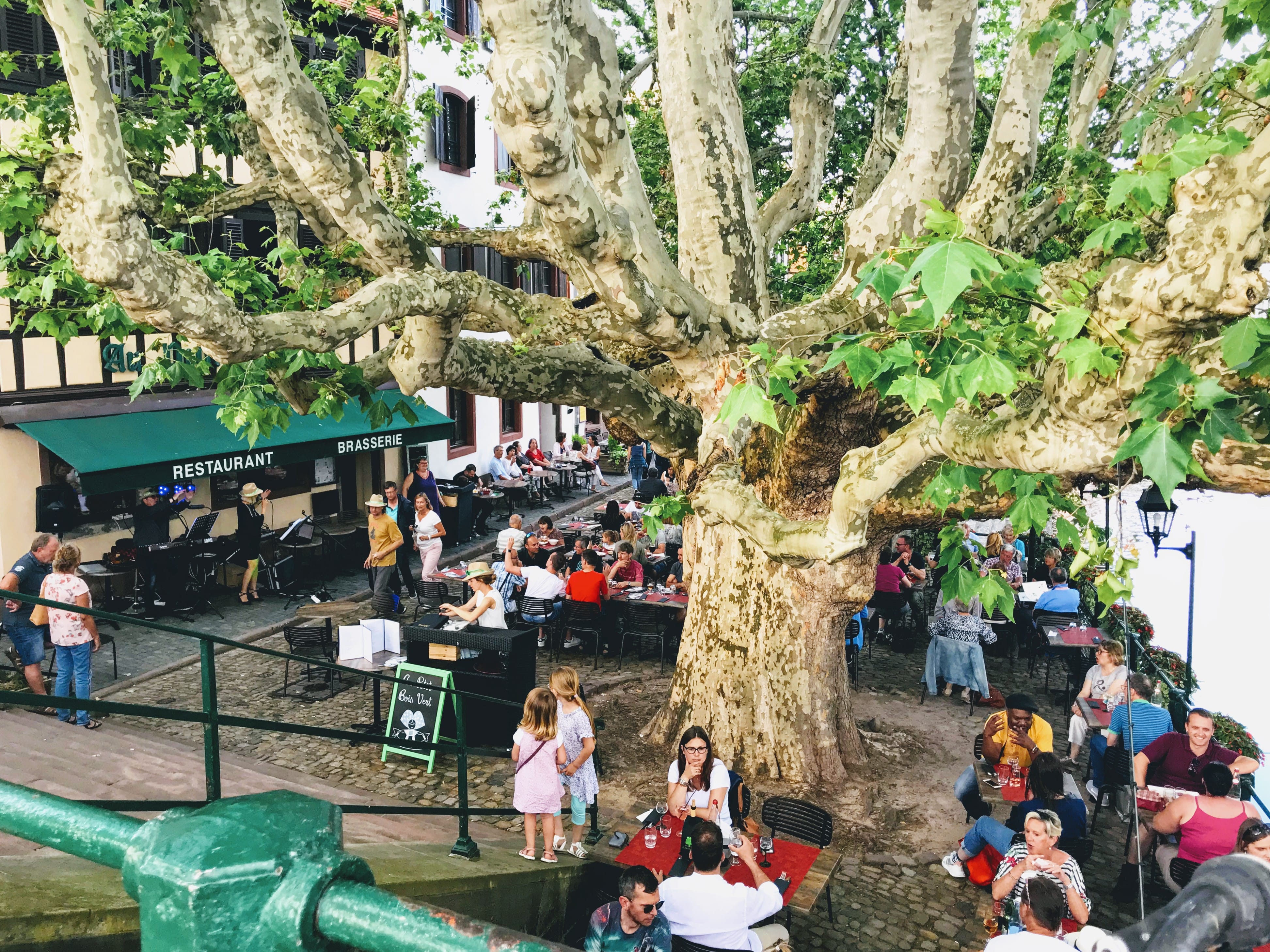 L'arbre du Petit Bois Vert, la terrasse est remplie.